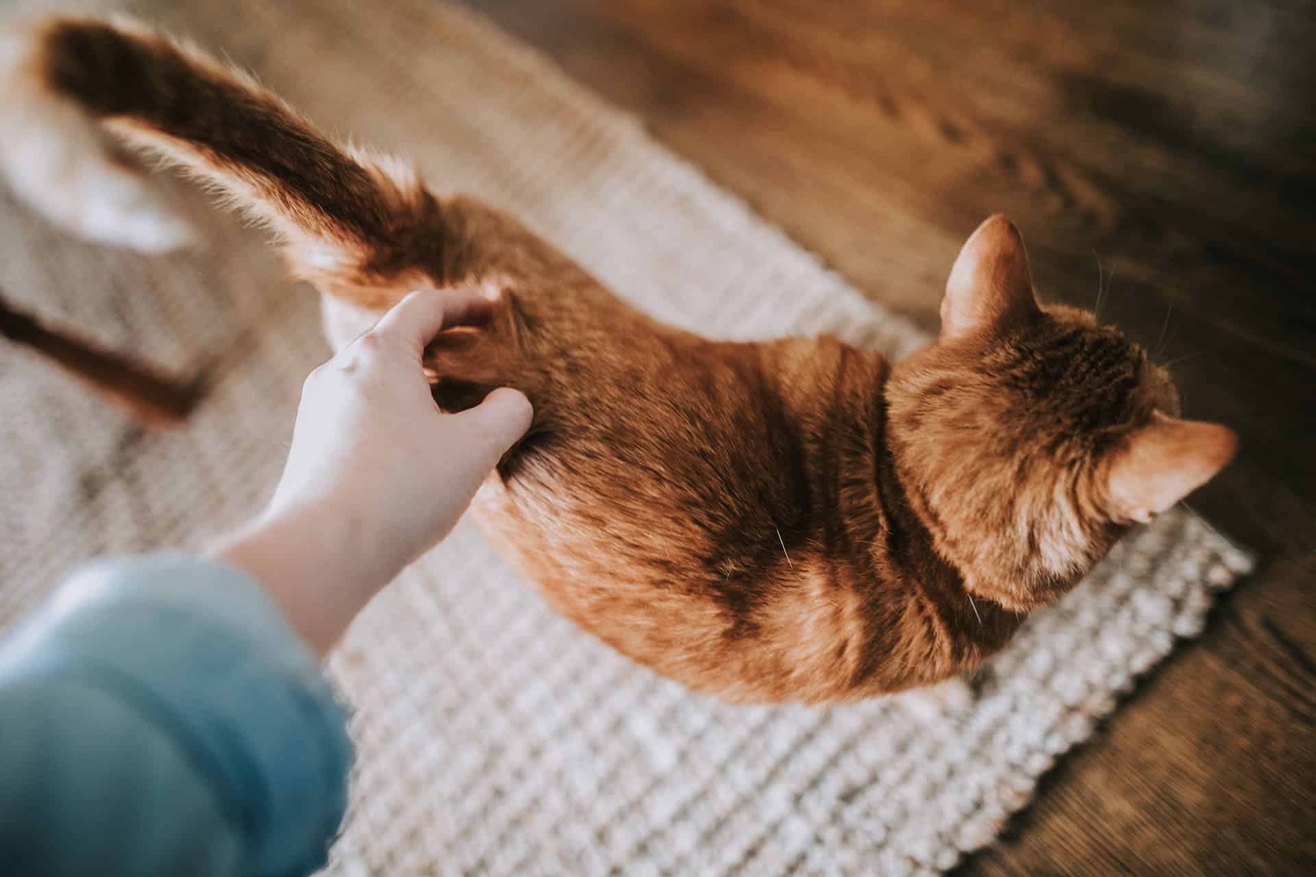 chat garde a domicile
