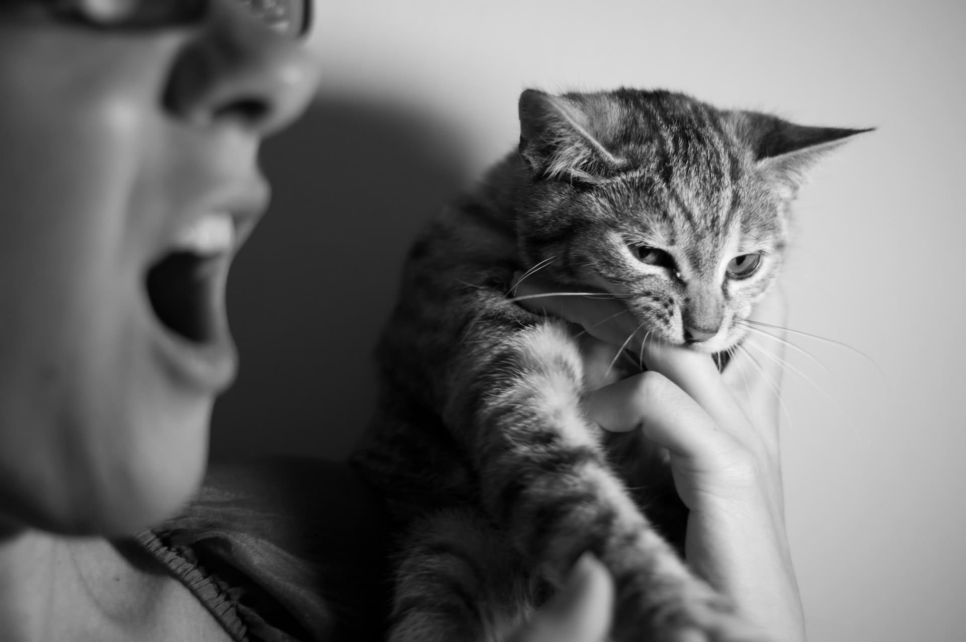 chat qui mord
