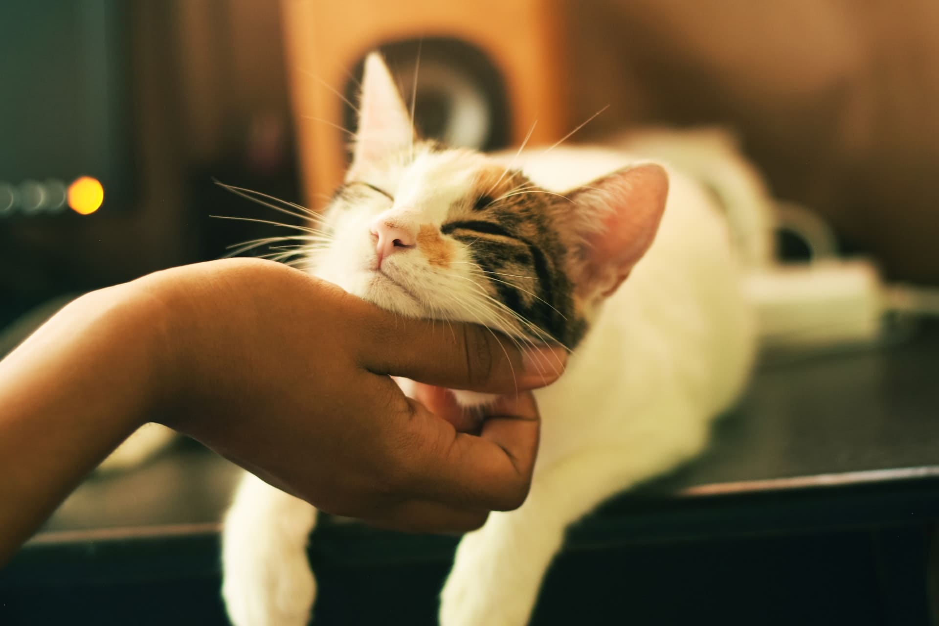 conseil adoption chat