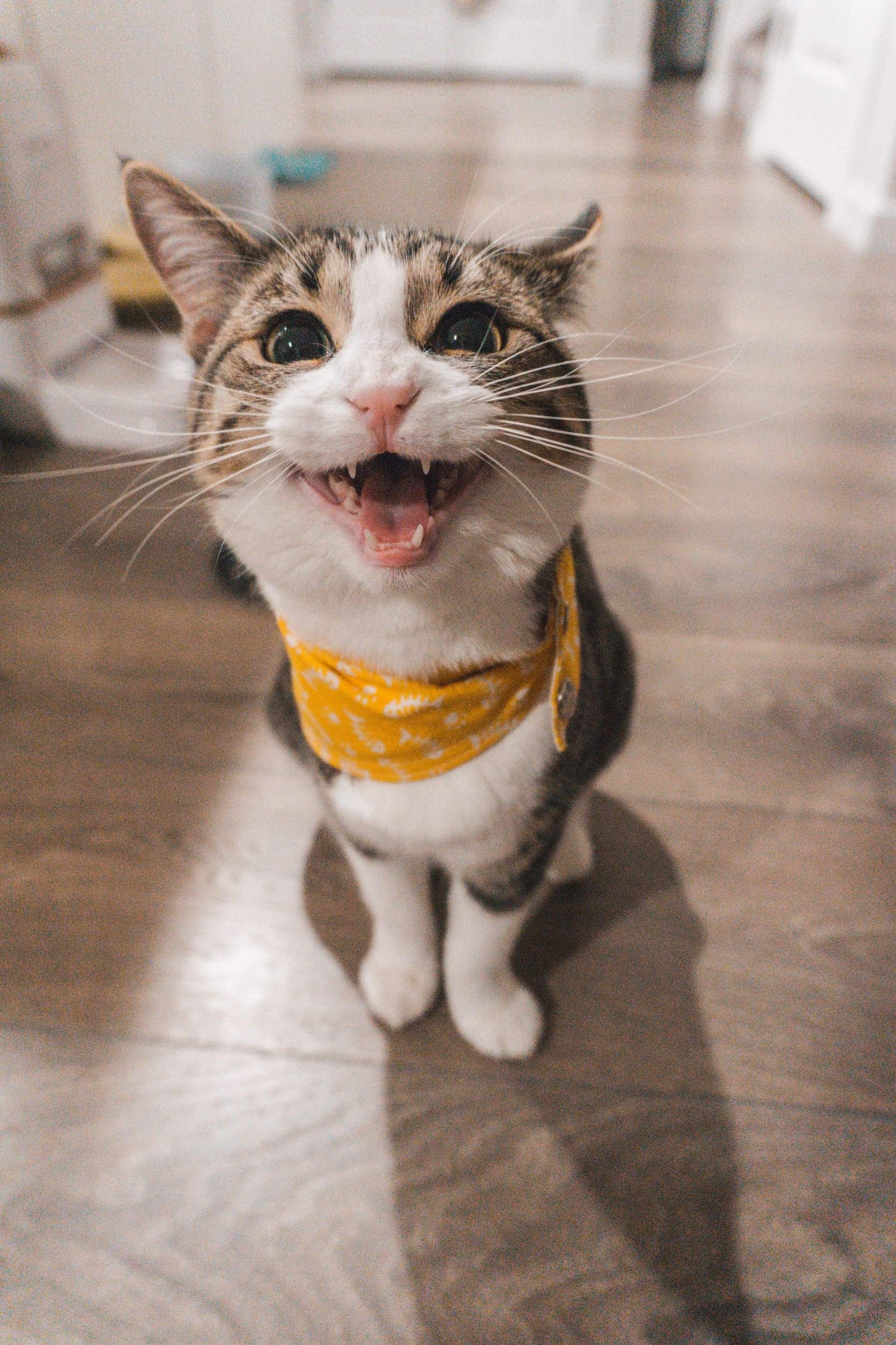 chat-qui-miaule