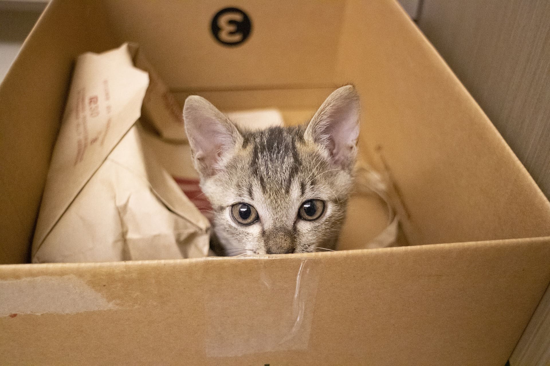 chaton-carton-déménagement