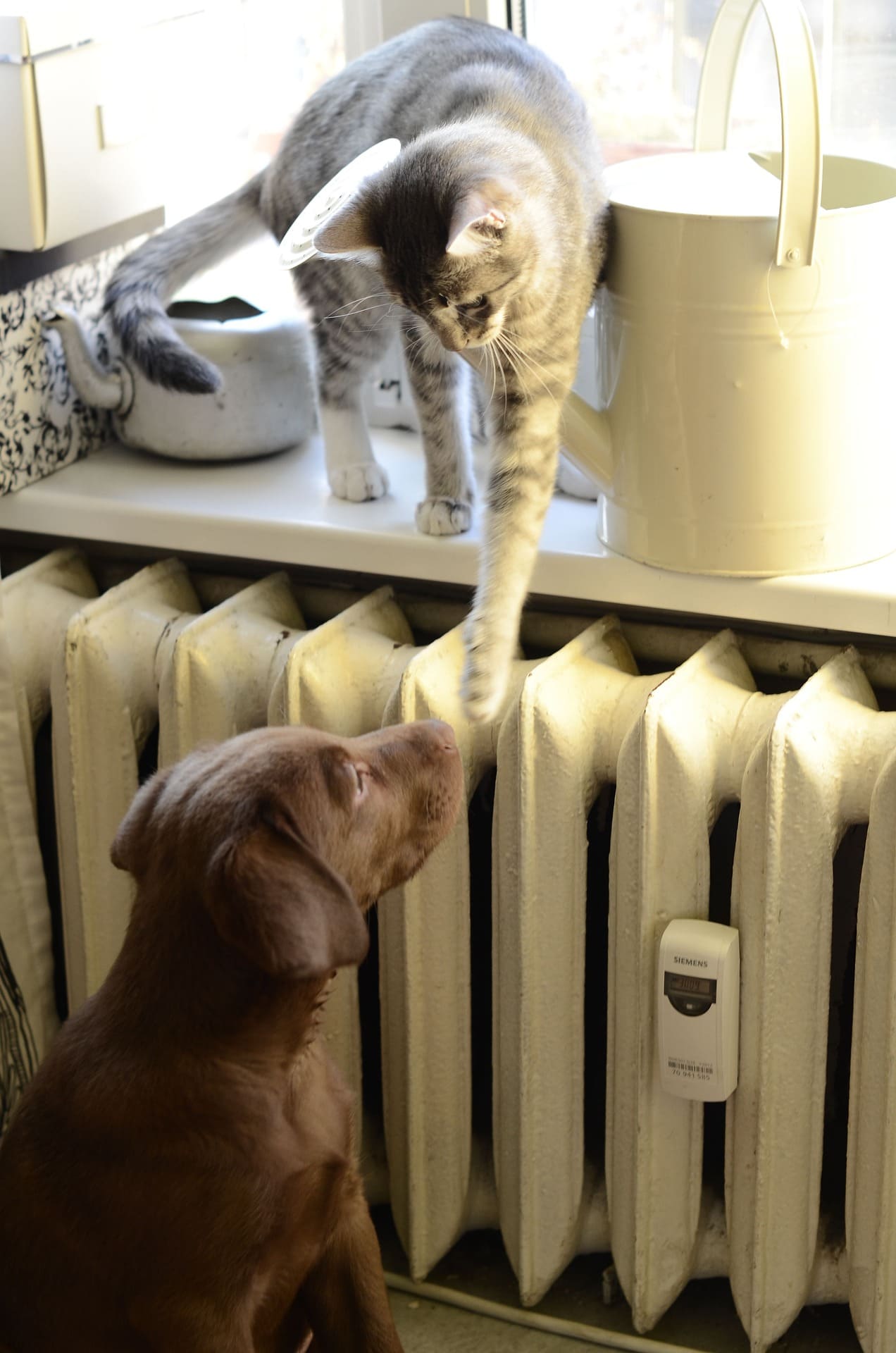 chiot-chaton-bonjour