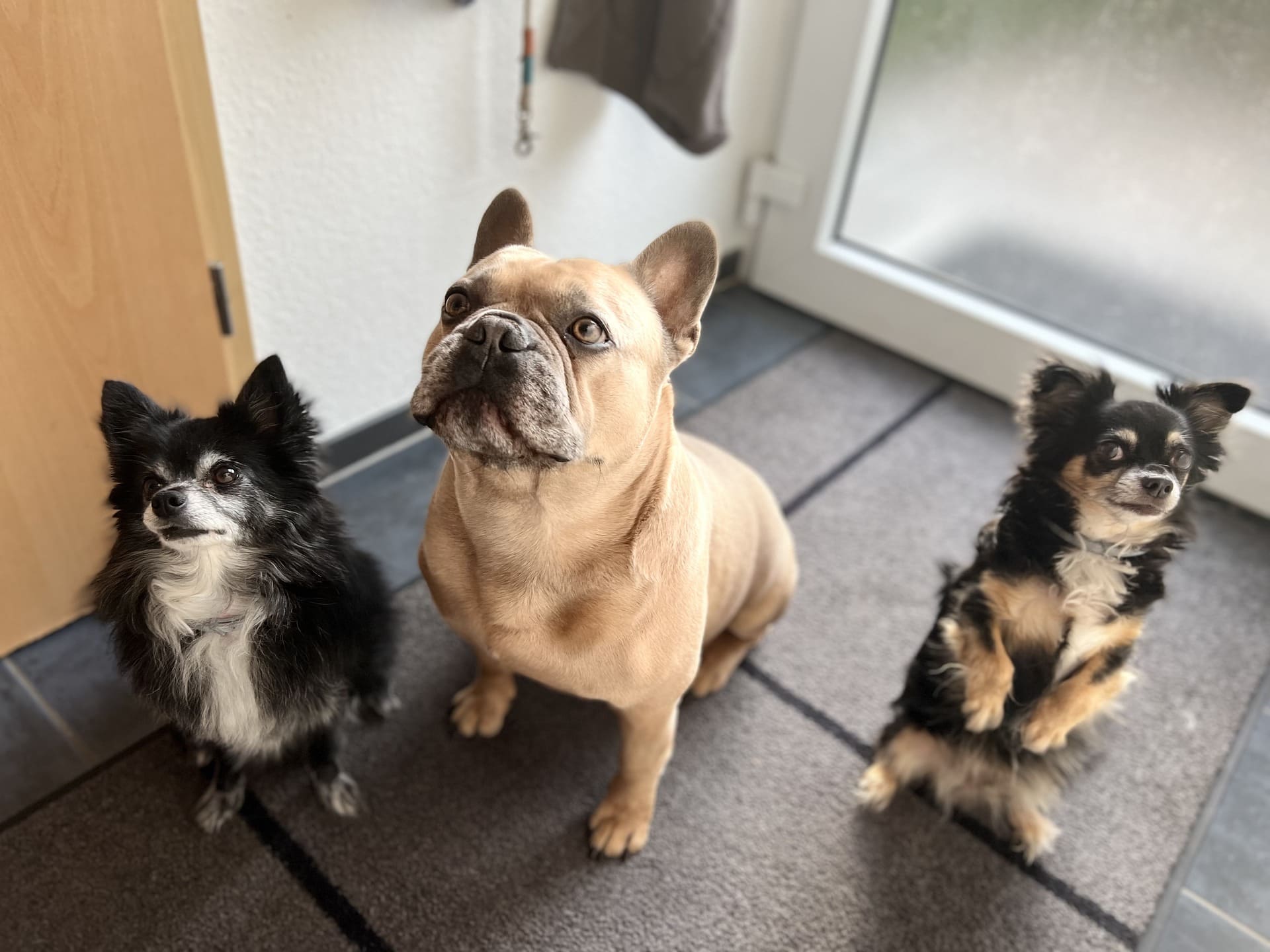 garde-de-chien-bouledogue-francais