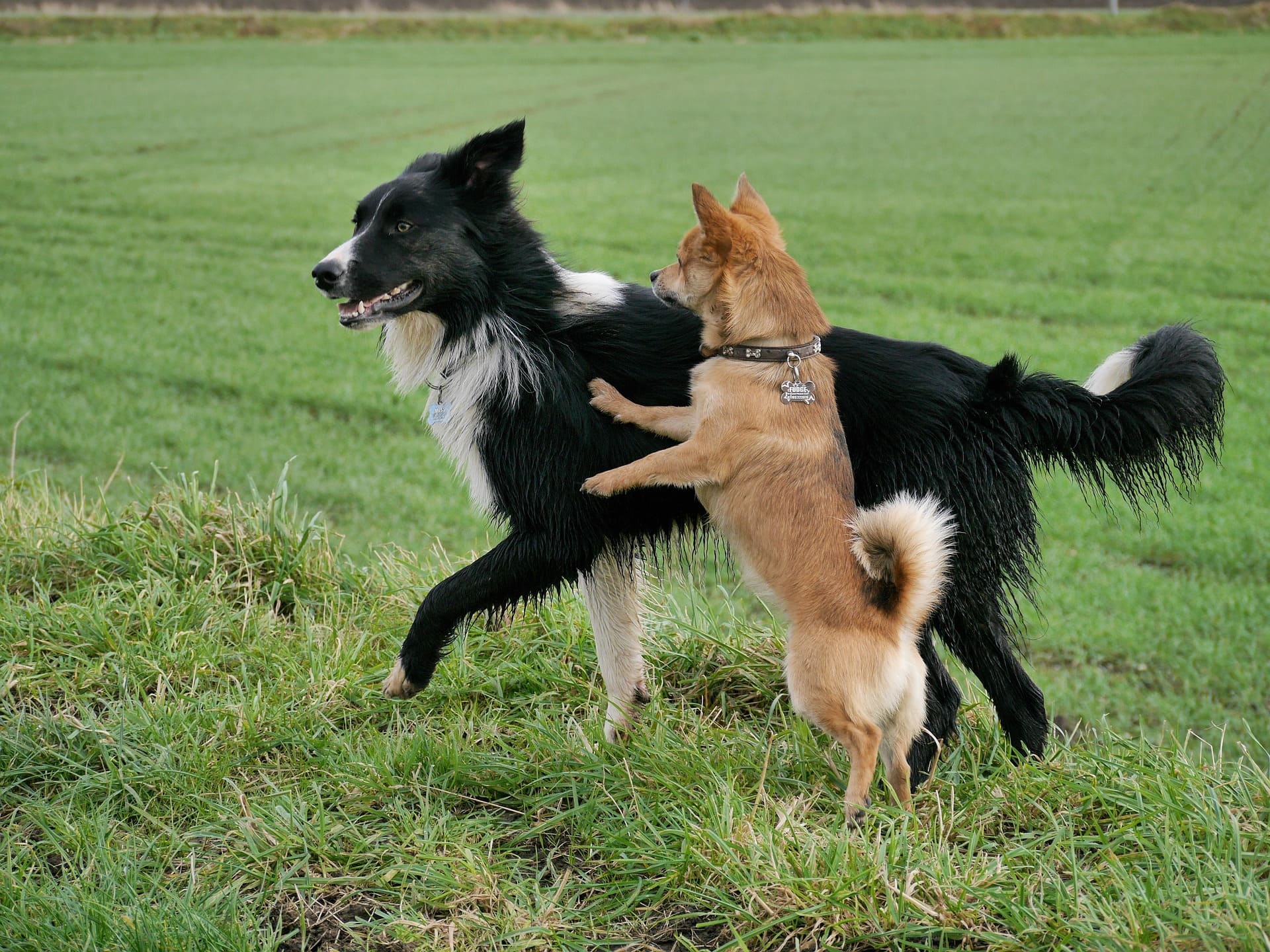 border-collie-interaction