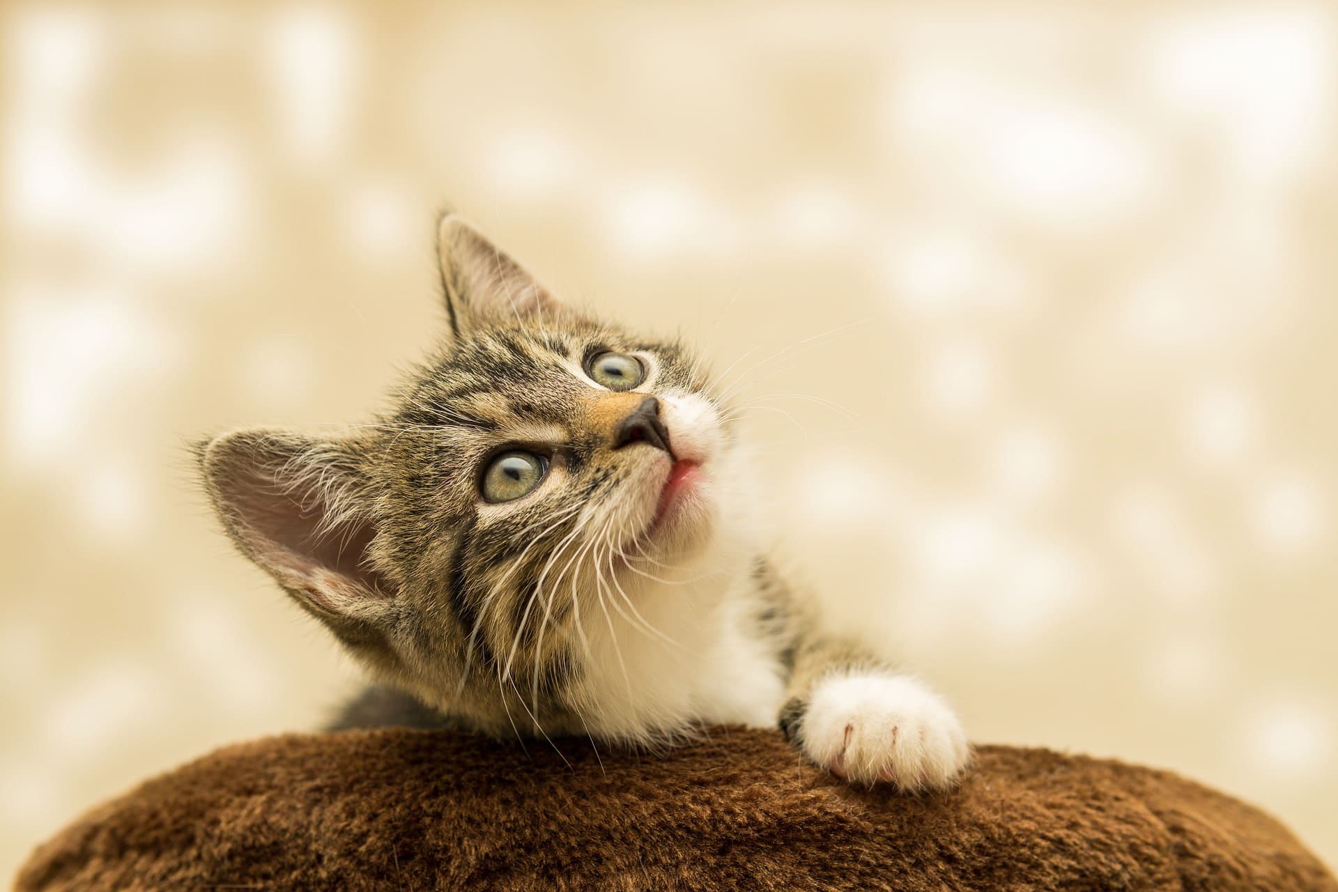 chaton-qui-regarde-en-haut